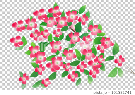 花水木花卡5 花水木花卡5 101581741