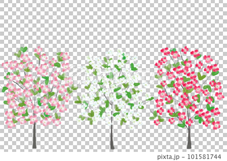 花水木花卡7 花水木花卡7 101581744