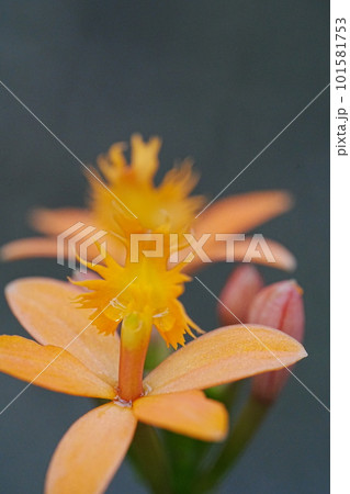オレンジのエピデンドラムの接写 オレンジのエピデンドラムの接写 101581753