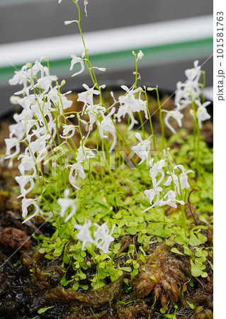 食虫植物のウサギゴケ 101581763