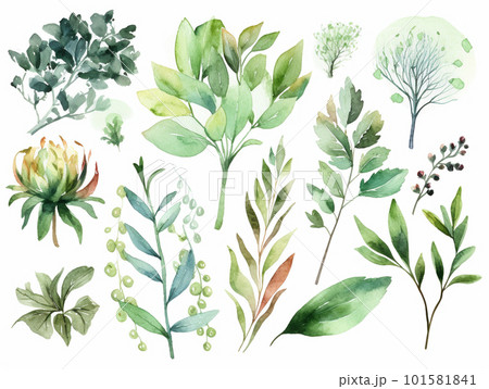 水彩で描いた緑色の葉っぱ 101581841