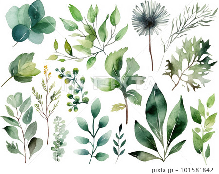 水彩で描いた緑色の葉っぱ 水彩で描いた緑色の葉っぱ 101581842