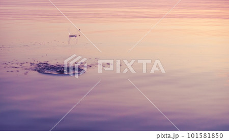Photo of a stone skipping on calm water, beautiful sunset around. Circles on the water 101581850