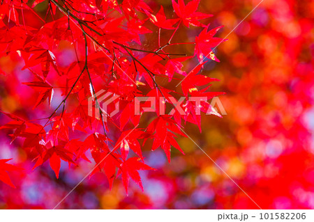 帝釈峡の紅葉 帝釈峡の紅葉 101582206