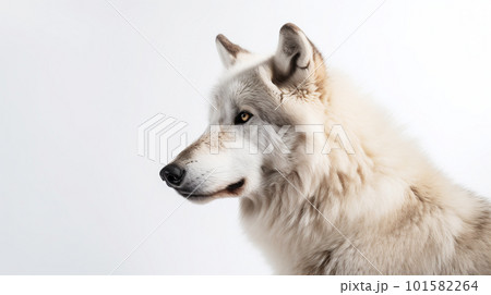 白背景のオオカミ 101582264
