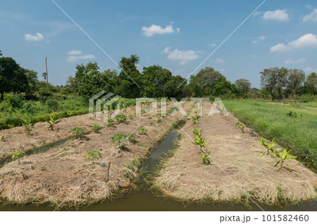 water canal between fields with tropical plant bananas on farm 101582460
