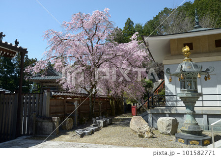 春の本圀寺 境内の桜 京都市山科区 春の本圀寺 境内の桜 京都市山科区 101582771