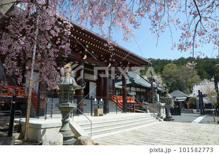 春の本圀寺 本堂と桜 京都市山科区 春の本圀寺 本堂と桜 京都市山科区 101582773