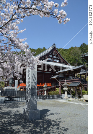 春の本圀寺　本堂と桜　京都市山科区 101582775