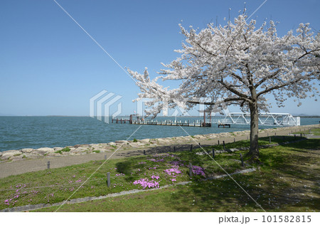 春の琵琶湖 湖畔の桜 春の琵琶湖 湖畔の桜 101582815
