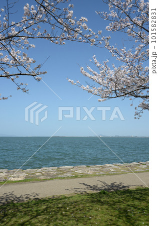 春の琵琶湖 湖畔の桜 春の琵琶湖 湖畔の桜 101582831