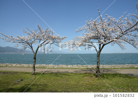 春の琵琶湖 湖畔の桜 春の琵琶湖 湖畔の桜 101582832