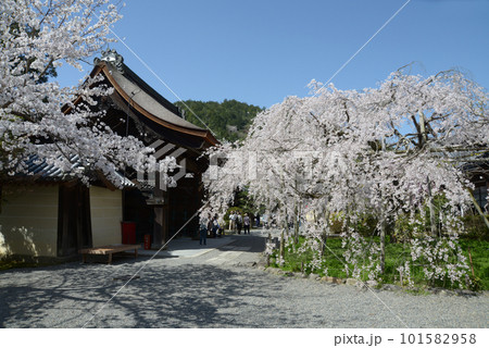 春の毘沙門堂 勅使門と枝垂れ桜 京都市山科区 春の毘沙門堂 勅使門と枝垂れ桜 京都市山科区 101582958