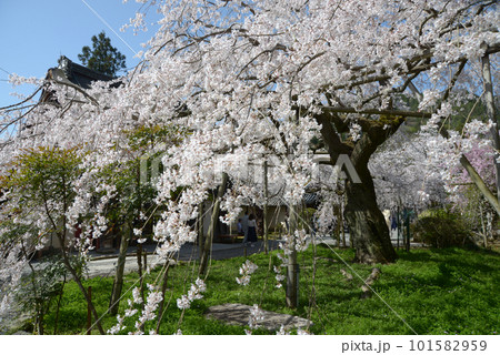 春の毘沙門堂　宸殿の枝垂れ桜　京都市山科区 101582959