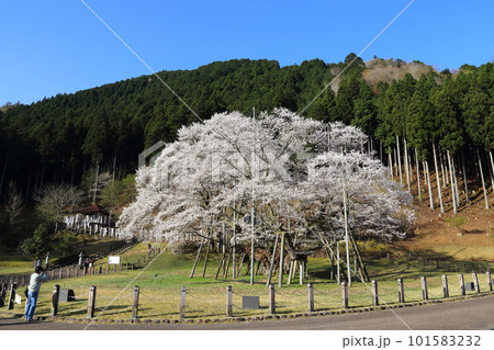 日本三大桜　根尾谷淡墨桜【淡墨公園】／ 岐阜県本巣市 101583232
