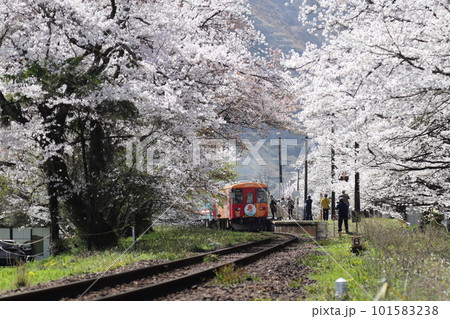 樽見鉄道 ・ 谷汲口駅の満開桜【 岐阜県揖斐川町】 101583238