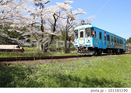 樽見鉄道 ・ 谷汲口駅の満開桜【 岐阜県揖斐川町】 樽見鉄道 ・ 谷汲口駅の満開桜【 岐阜県揖斐川町】 101583290
