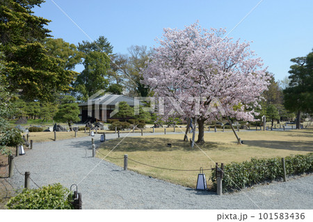 春の二条城 城内の桜 京都市中京区 春の二条城 城内の桜 京都市中京区 101583436