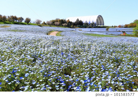 【香川県】春の国営讃岐まんのう公園(ネモフィラ畑) 【香川県】春の国営讃岐まんのう公園(ネモフィラ畑) 101583577