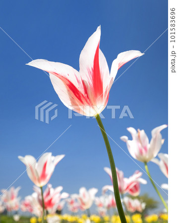 都市農業公園　青空とチューリップ畑　東京都 101583696
