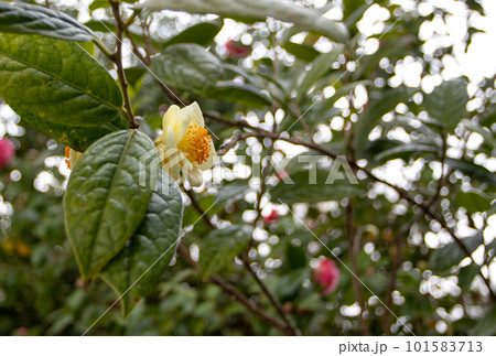 Golden camellia or camellia petelotii bright yellow flowers 101583713