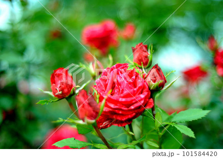 いつか見た真っ赤な薔薇 いつか見た真っ赤な薔薇 101584420