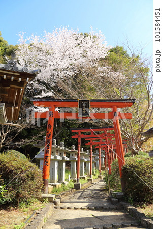 安倍文珠院 / 桜満開【奈良県桜井市】 安倍文珠院 / 桜満開【奈良県桜井市】 101584451