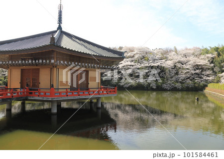 安倍文珠院 / 桜満開【奈良県桜井市】 安倍文珠院 / 桜満開【奈良県桜井市】 101584461
