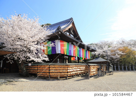 安倍文珠院  ／ 桜満開【奈良県桜井市】 101584467