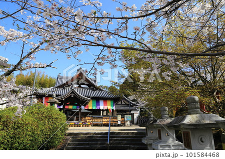 安倍文珠院  ／ 桜満開【奈良県桜井市】 101584468