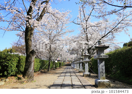 安倍文珠院  ／ 桜満開【奈良県桜井市】 101584473