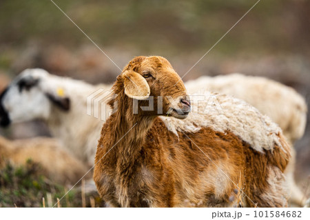 Pasture with sheep in the village. Herd with sheep on a farm in field. Sheep's gaze. Herds in rural area. Ewe during grazing. Forage and Grassland concept. Forages for farm animals. Sheeps on grass. Pasture with sheep in the village. Herd with sheep on a farm in field. Sheep's gaze. Herds in rural area. Ewe during grazing. Forage and Grassland concept. Forages for farm animals. Sheeps on grass. 101584682