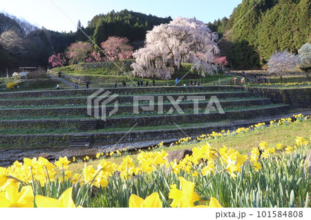又兵衛桜（本郷の滝桜）　【奈良県宇陀市】 101584808