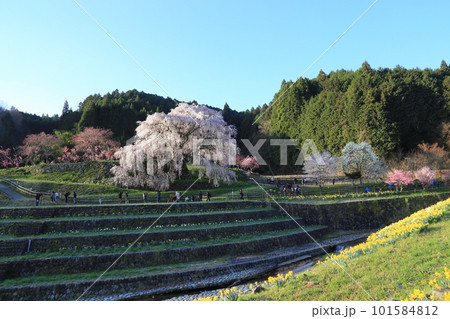 又兵衛桜(本郷の滝桜) 【奈良県宇陀市】 又兵衛桜(本郷の滝桜) 【奈良県宇陀市】 101584812