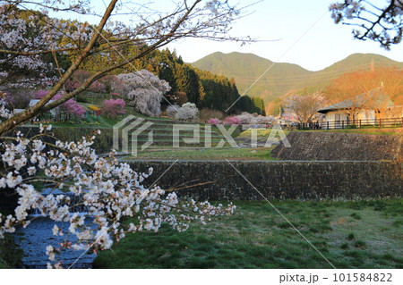 又兵衛桜(本郷の滝桜) 【奈良県宇陀市】 又兵衛桜(本郷の滝桜) 【奈良県宇陀市】 101584822
