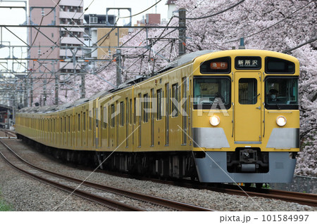 桜並木と西武新宿線2000系（急行-10両編成：西武新宿⇔本川越） 101584997