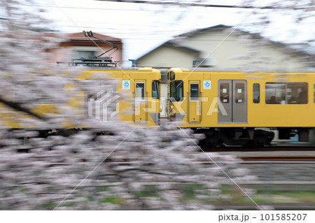 桜並木を行く西武新宿線2000系（流し撮り） 101585207