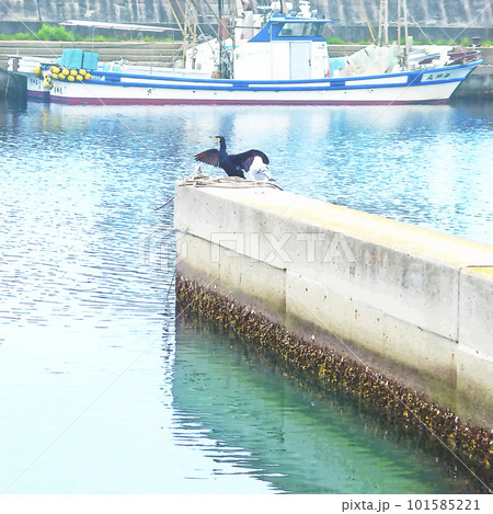 港の海鳥 海鵜とカモメ 101585221