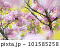 春の訪れ「ヒウチダニキクザクラ」 101585258