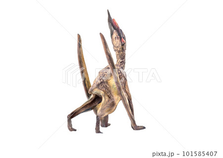 dinosaur , Dsungaripterus  isolated background 101585407