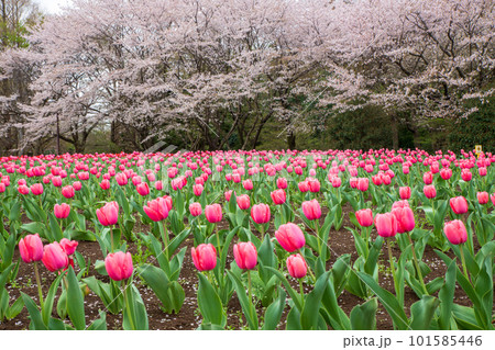 桜の咲く季節　チューリップ　彩　大宮花の丘公苑　さいたま市 101585446