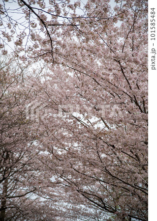 満開の桜 大宮花の丘公苑 さいたま市 満開の桜 大宮花の丘公苑 さいたま市 101585484