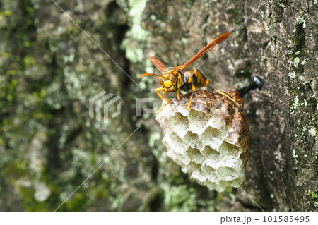 巣作り中のキアシナガバチ 巣作り中のキアシナガバチ 101585495