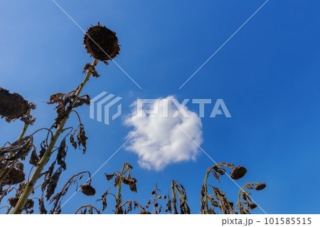 枯れたヒマワリと浮浪雲 枯れたヒマワリと浮浪雲 101585515