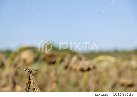 枯れたヒマワリに止まるトンボ 枯れたヒマワリに止まるトンボ 101585525