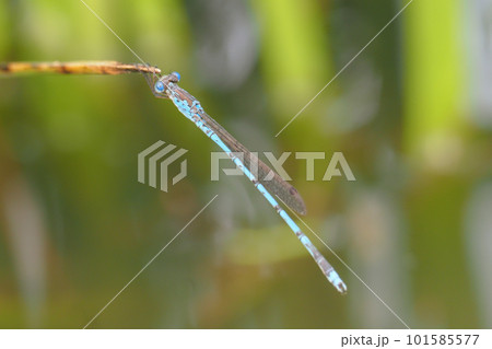 ホソミオツネントンボ(オス) ホソミオツネントンボ(オス) 101585577