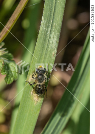 草に止まるハキリバチ 草に止まるハキリバチ 101585633