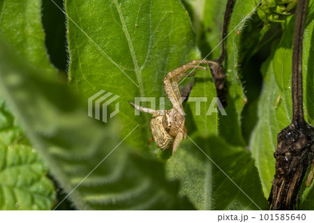 ヤミイロカニグモ（メス） 101585640