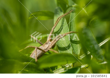 アズマキシダグモ 101585641