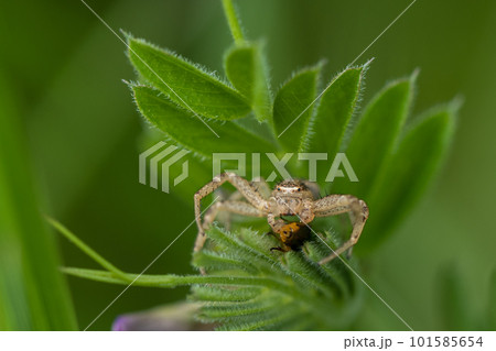 昆虫を捕食するヤミイロカニグモ（メス） 101585654